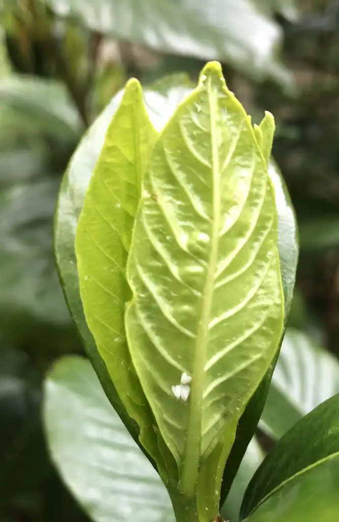 Photo of Gardenia jasminoides - 'Michael' With white Flies (Warren County,NC)-April:Cathy Dewitt