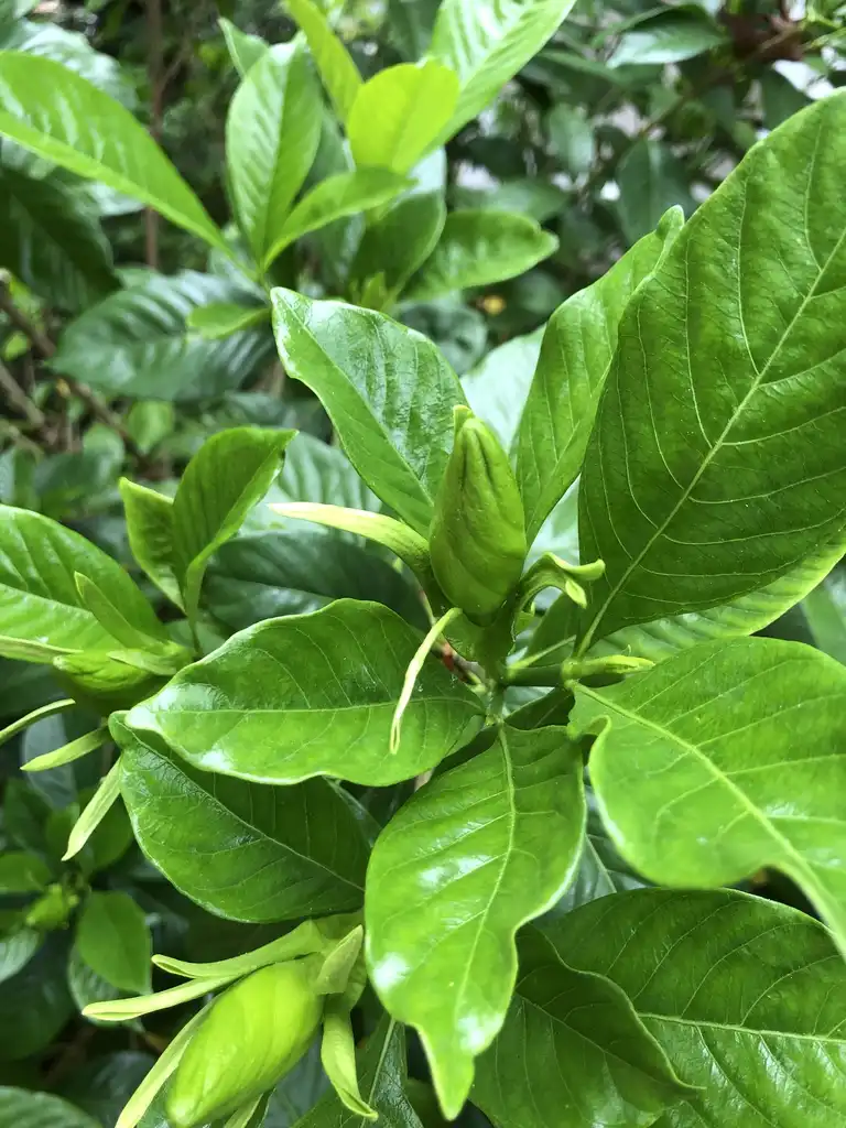 Photo of Gardenia jasminoides - 'Michael' flower buds, Warren County, NC:Cathy Dewitt