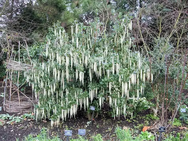 Фото Garrya elliptica (Garrya ellipticas)
