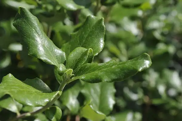 Фото Garrya elliptica (Garrya ellipticas)