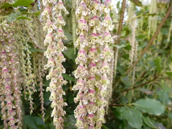 Фото Garrya elliptica - Flowers:Form 'James Root'