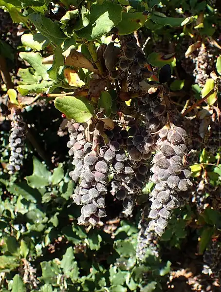 Фото Garrya elliptica - :Krzysztof Ziarnek