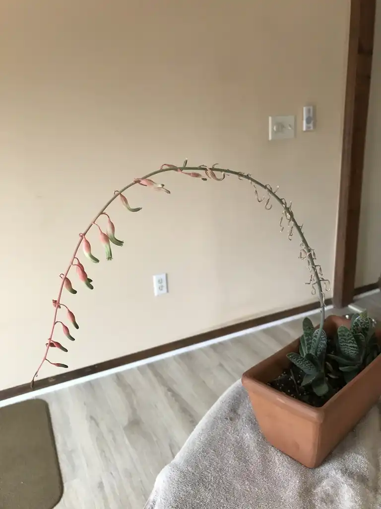 Photo of Gasteria obliqua (Gasteria obliquas)