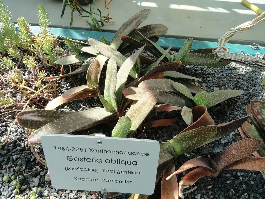 Photo of Gasteria obliqua (Gasteria obliquas)