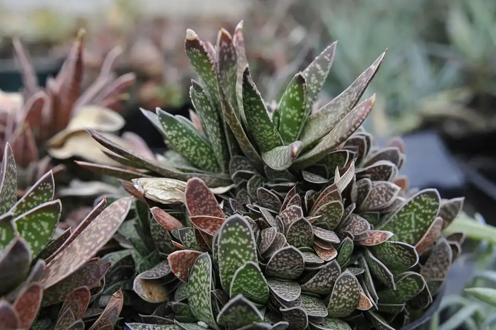 Photo of Gasteria obliqua - Form:Megan Hansen