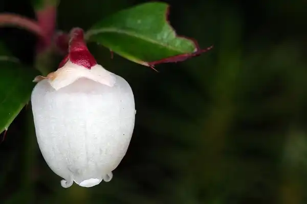 Foto de Gaultheria procumbens (Gaultheria procumbenss)