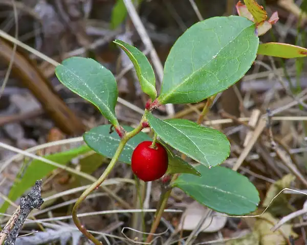 Foto de Gaultheria procumbens (Gaultheria procumbenss)