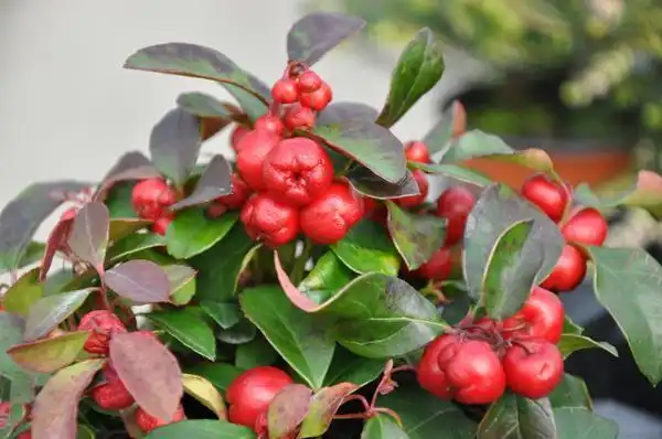 Foto de Gaultheria procumbens - Close up of red berries:dounekia