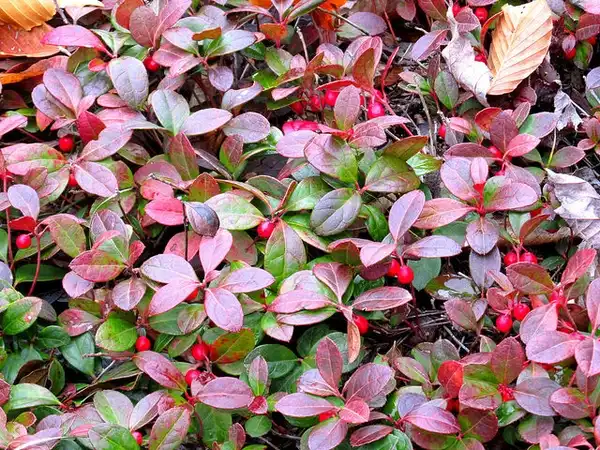 Foto de Gaultheria procumbens - Fall color:mwms1916