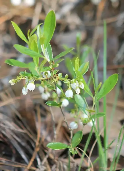 Фото Gaylussacia dumosa (Gaylussacia dumosas)