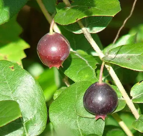 Фото Gaylussacia dumosa (Gaylussacia dumosas)