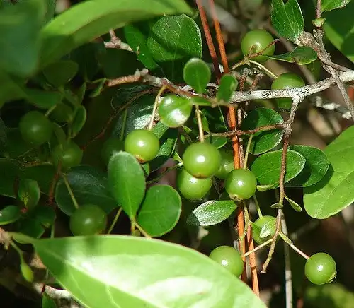 Фото Gaylussacia dumosa - Unripe fruits are bright green.:Pollywog Creek
