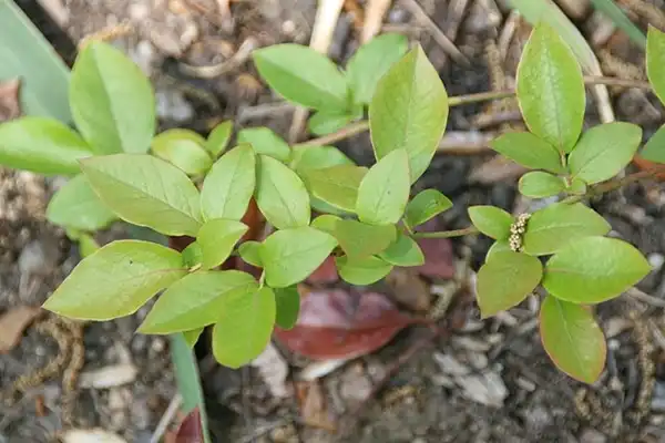 Photo of Gaylussacia frondosa (Gaylussacia frondosas)