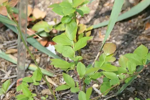 Photo of Gaylussacia frondosa (Gaylussacia frondosas)
