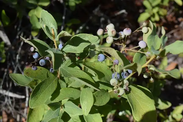 Photo of Gaylussacia frondosa - Gaylussacia frondosa var. tomentosa in fruit.:Adam Arendell