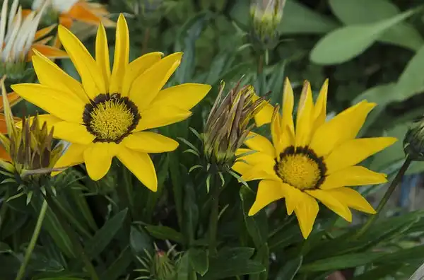 Foto de Gazania rigens (Gazania rigenss)