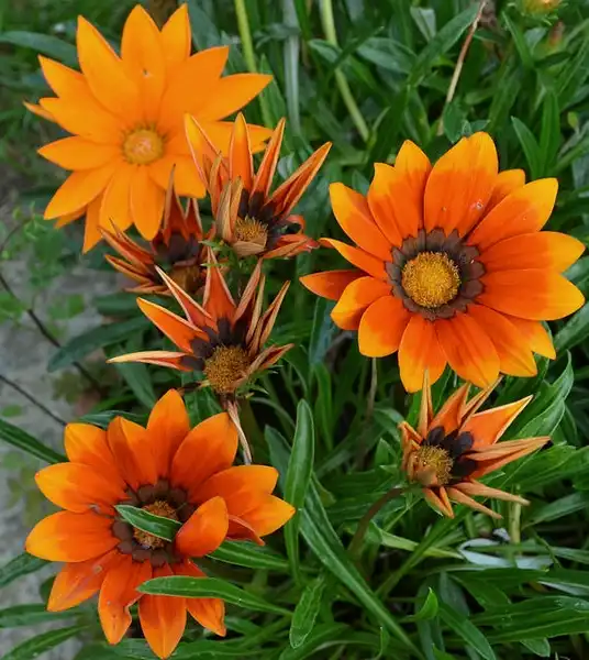 Foto de Gazania rigens (Gazania rigenss)