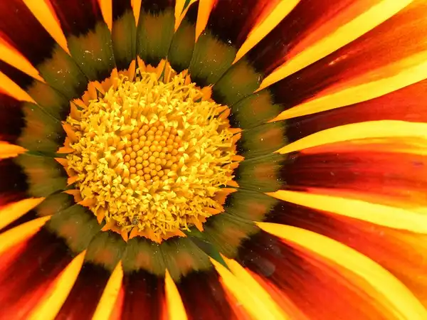 Foto de Gazania rigens - Gazania rigens:Nicholas Gent
