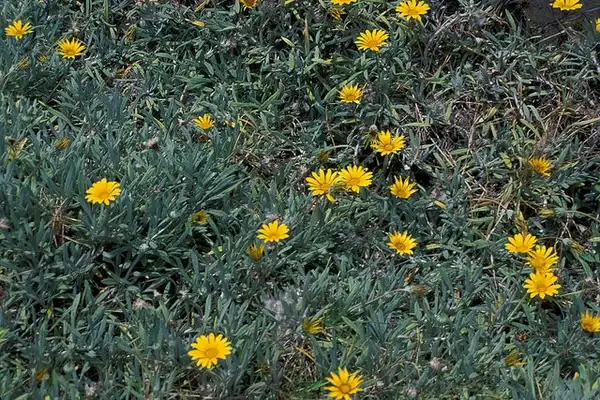 Foto de Gazania rigens - Gazania rigens:Forest and Kim Starr