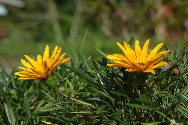 Foto de Gazania rigens - Gazania rigens:Alejandro Bayer Tamayo