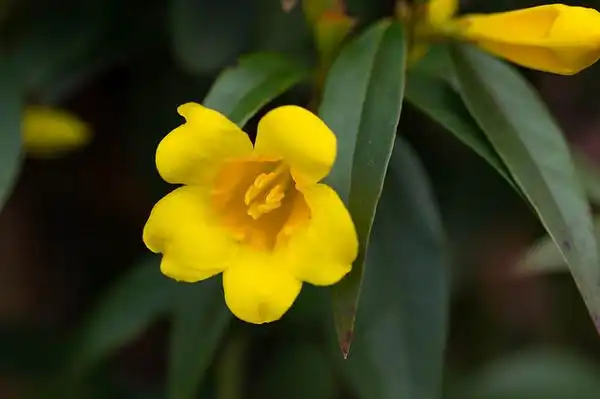 Foto de Gelsemium sempervirens (Gelsemium sempervirenss)