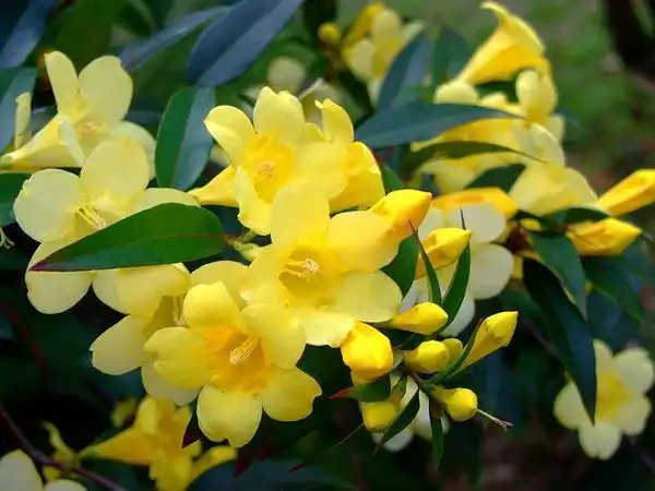 Foto de Gelsemium sempervirens (Gelsemium sempervirenss)