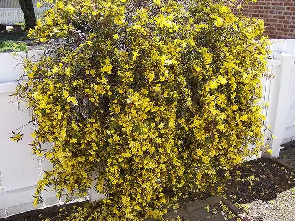 Foto de Gelsemium sempervirens - Growing up a trellis:Phillip Merritt