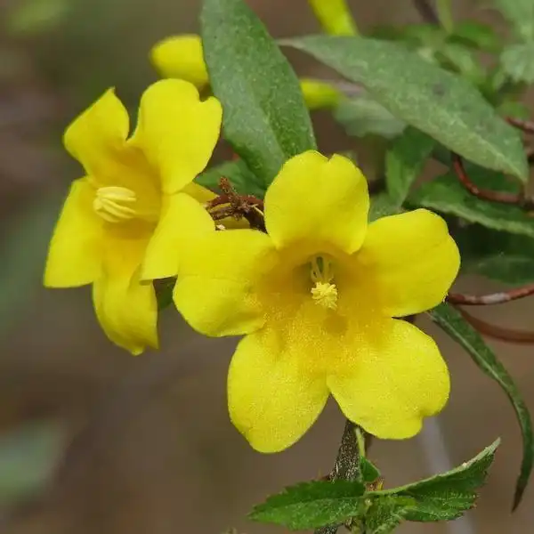 Foto de Gelsemium sempervirens - Close up of flower:Photo by Vickis Nature