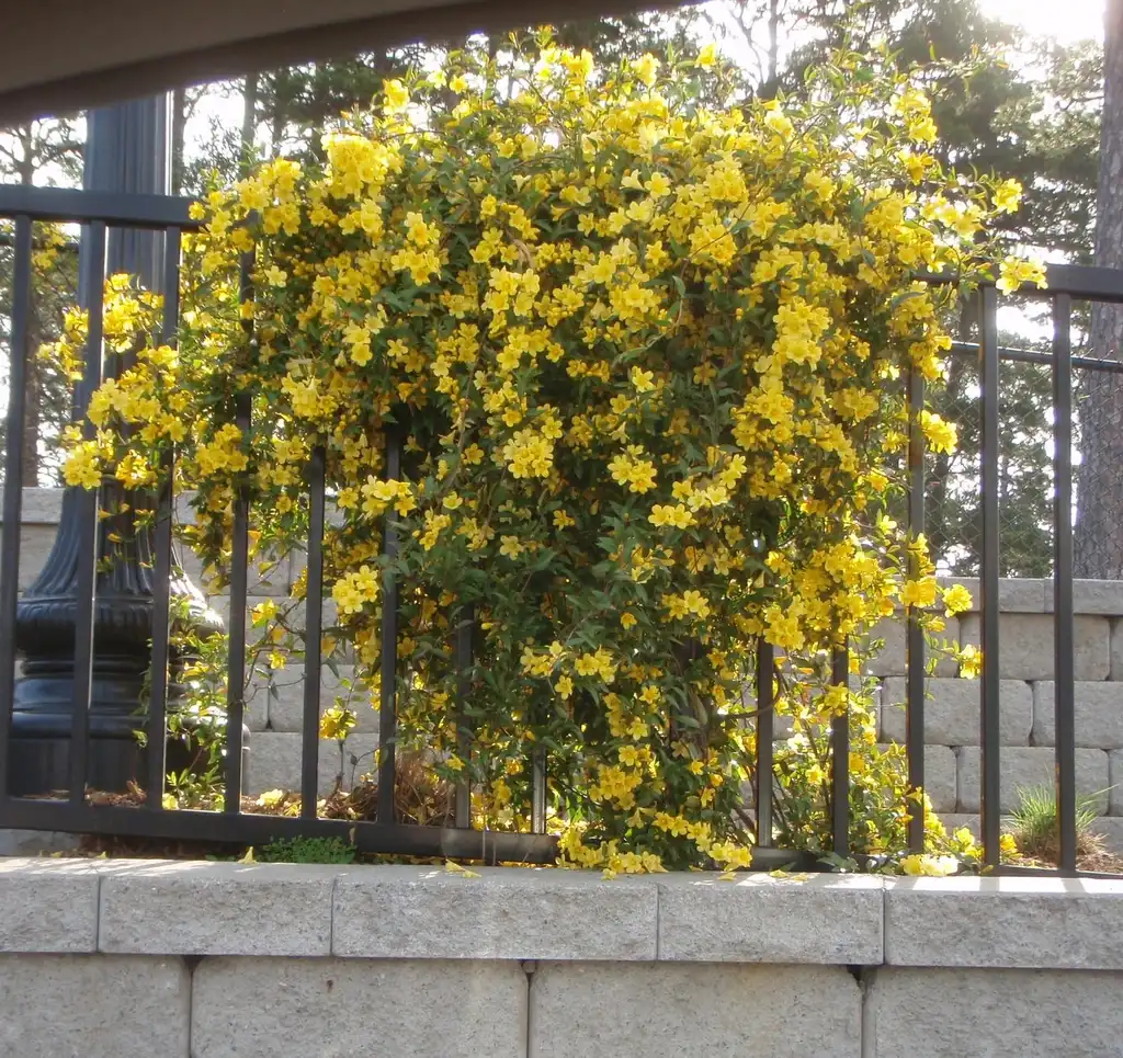 Foto de Gelsemium sempervirens - Form:Jim Robbins