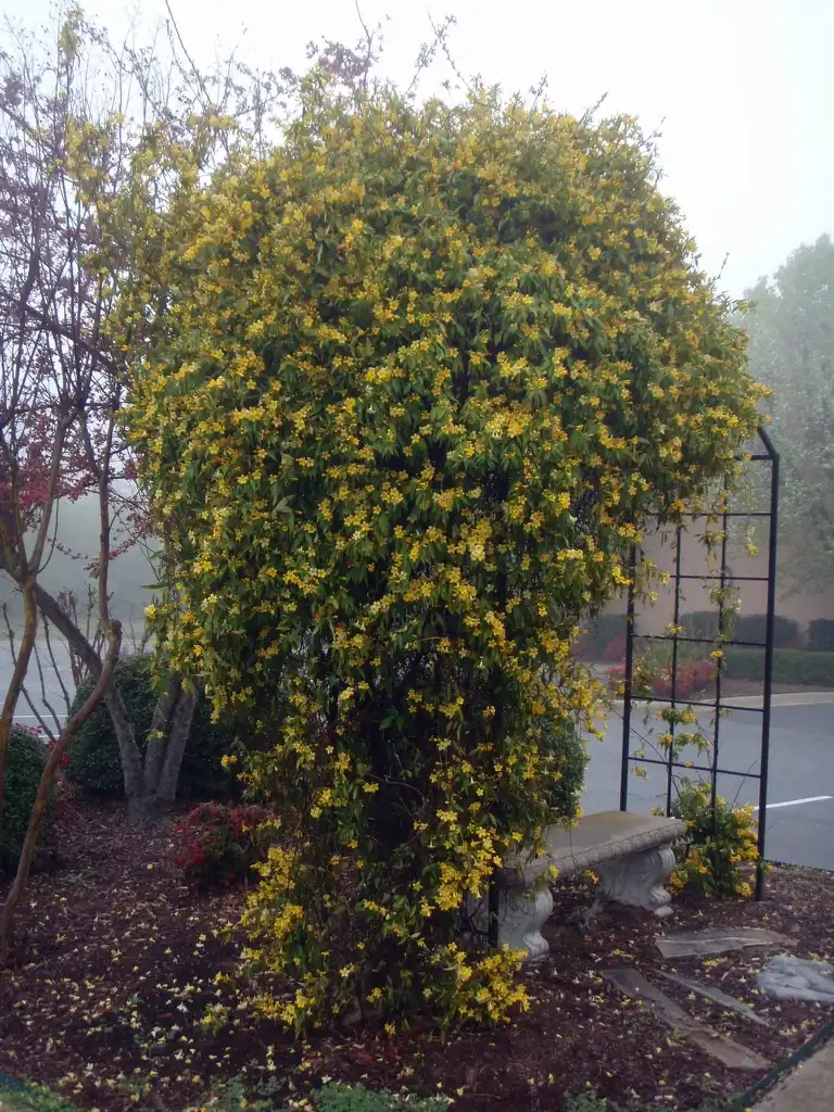Foto de Gelsemium sempervirens - Growth Habit:Jim Robbins