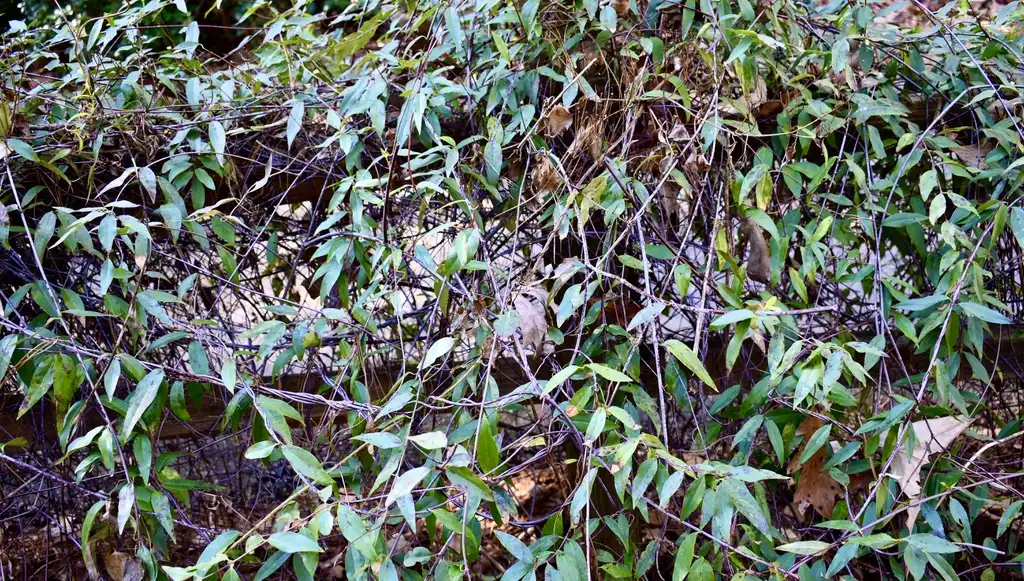 Foto de Gelsemium sempervirens - Leaves and branches (Wake County, NC)-Winter:Cathy Dewitt