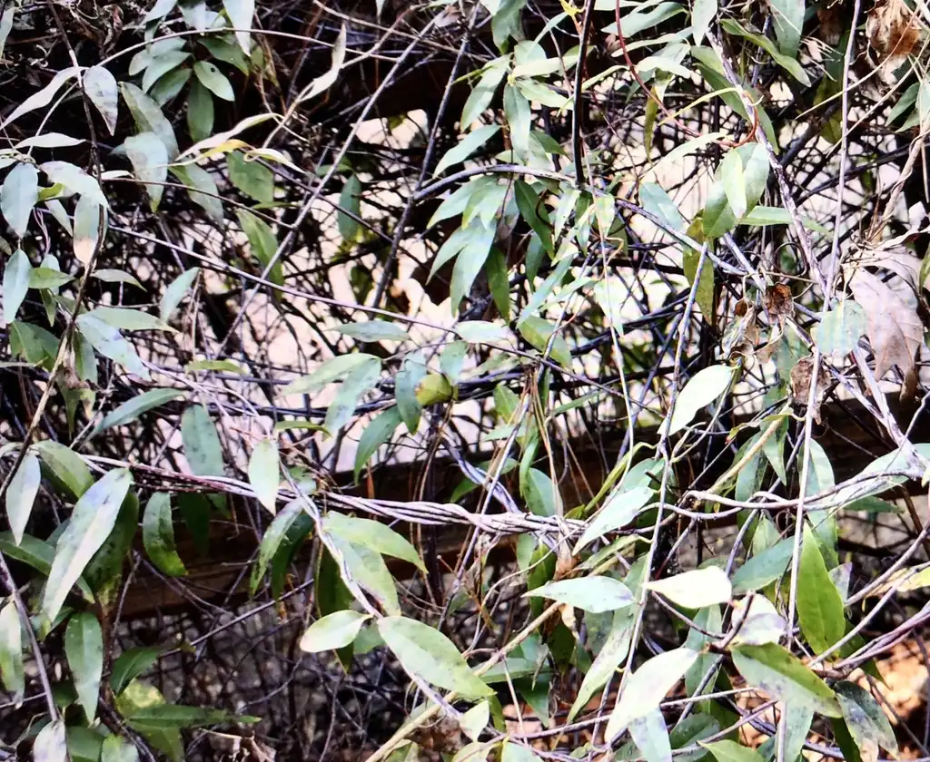 Foto de Gelsemium sempervirens - Twining branches (Wake County, NC)-Winter:Cathy Dewitt