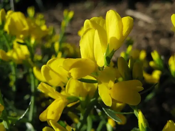 Foto de Genista lydia (Genista lydias)