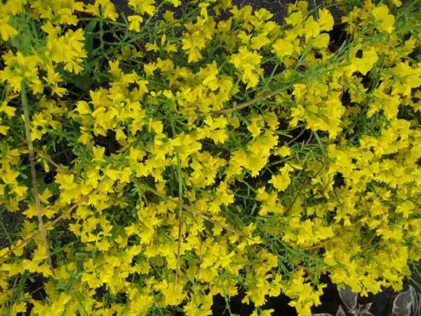 Foto de Genista lydia (Genista lydias)