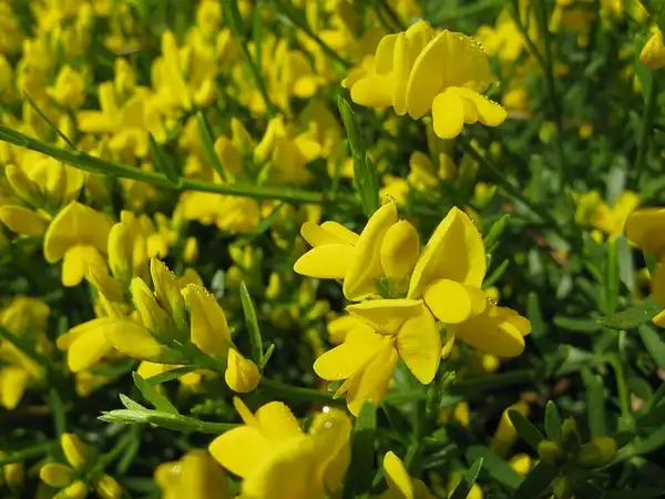 Foto de Genista lydia - Genista lydia:Kingsbrae Garden