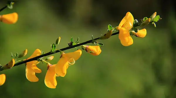 Foto de Genista pilosa (Genista pilosas)