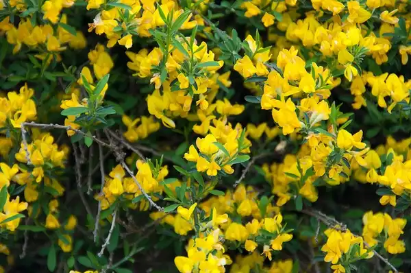 Foto de Genista pilosa (Genista pilosas)