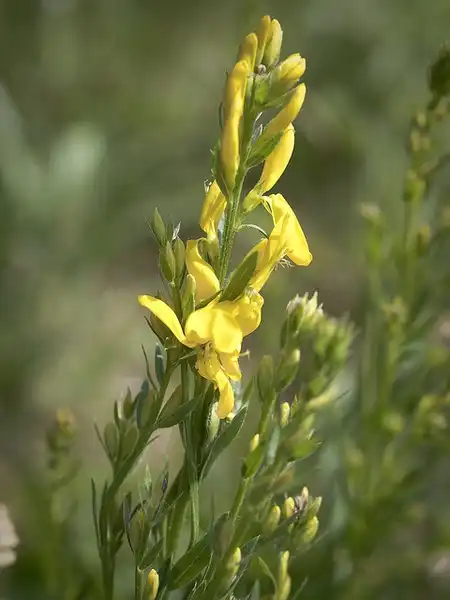 Photo of Genista tinctoria (Genista tinctorias)