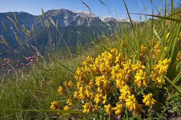 Photo of Genista tinctoria (Genista tinctorias)