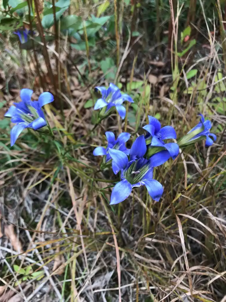 Foto de Gentiana autumnalis (Gentiana autumnaliss)