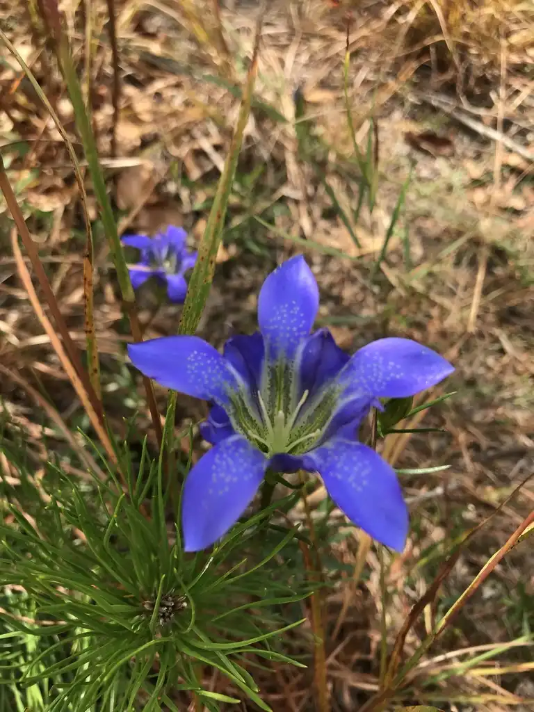 Foto de Gentiana autumnalis (Gentiana autumnaliss)