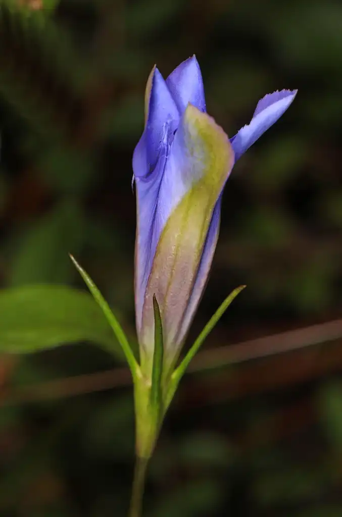 Foto de Gentiana autumnalis - Flower bud:Judy Gallagher