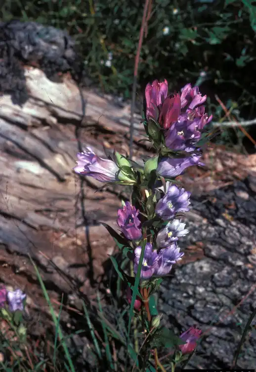 Фото Gentiana catesbaei (Gentiana catesbaeis)