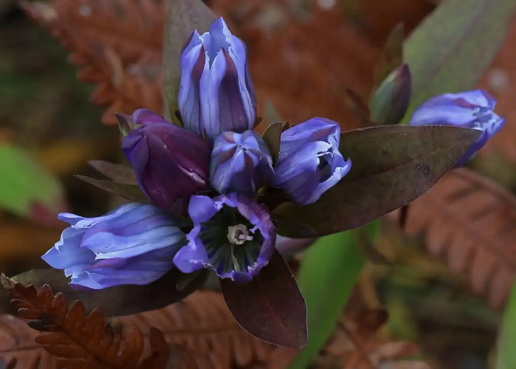 Фото Gentiana catesbaei (Gentiana catesbaeis)