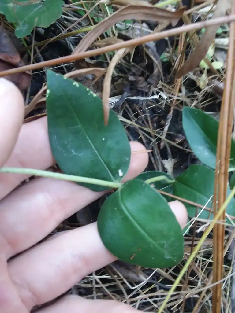 Фото Gentiana catesbaei - Stems and leaves:Will McFarland