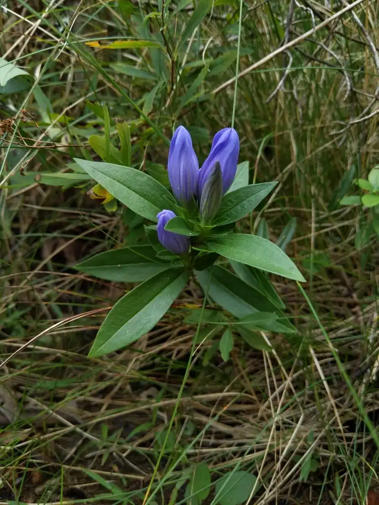 Foto de Gentiana saponaria (Gentiana saponarias)