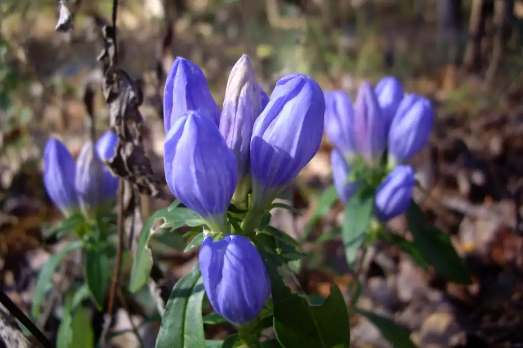 Foto de Gentiana saponaria (Gentiana saponarias)