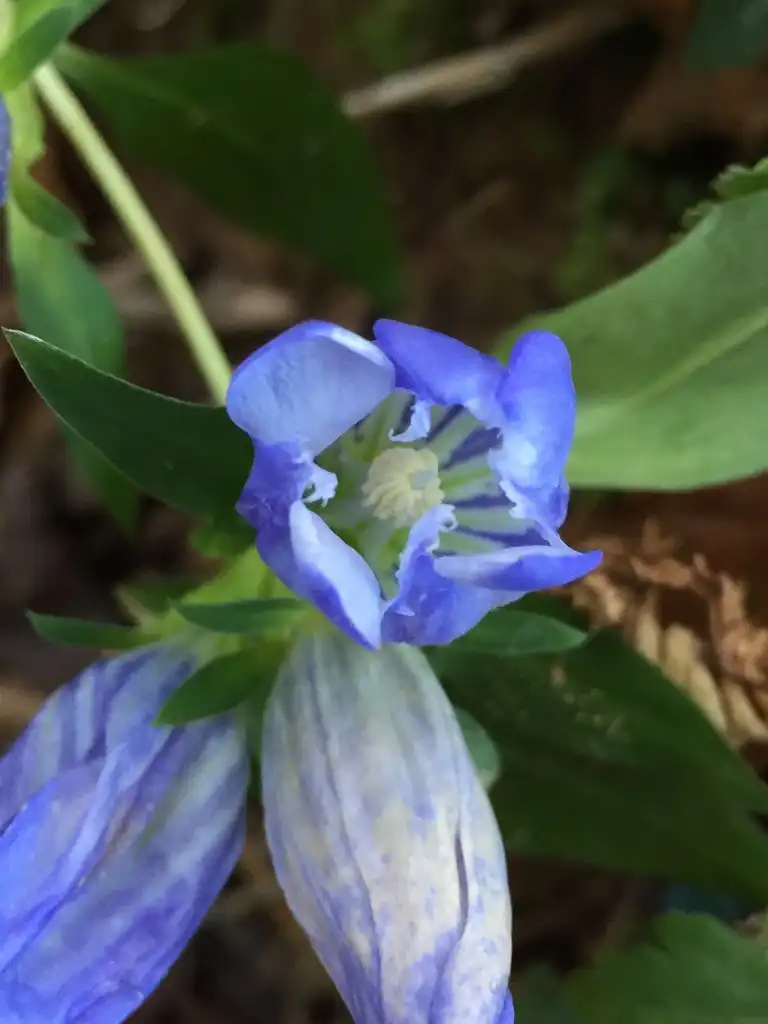 Foto de Gentiana saponaria - Close up of flower:Daniel Folds