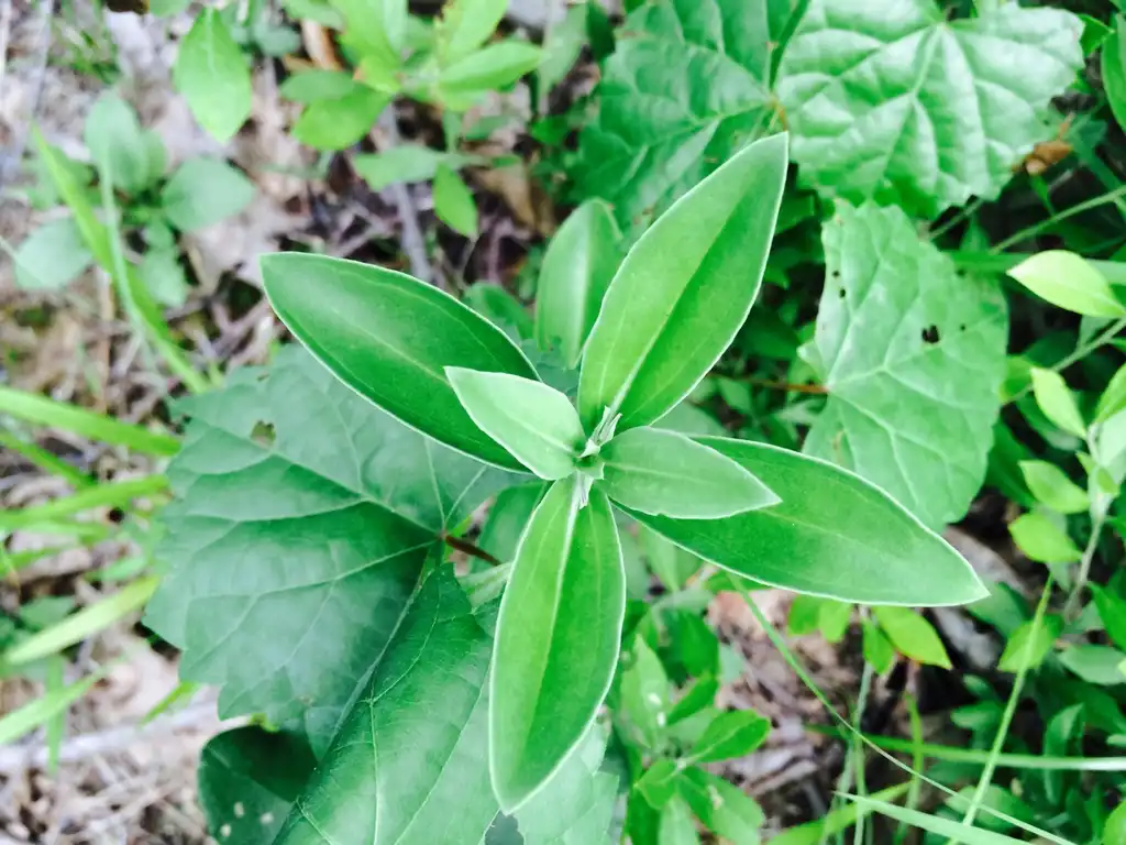 Foto de Gentiana saponaria - Leaves:jtuttle