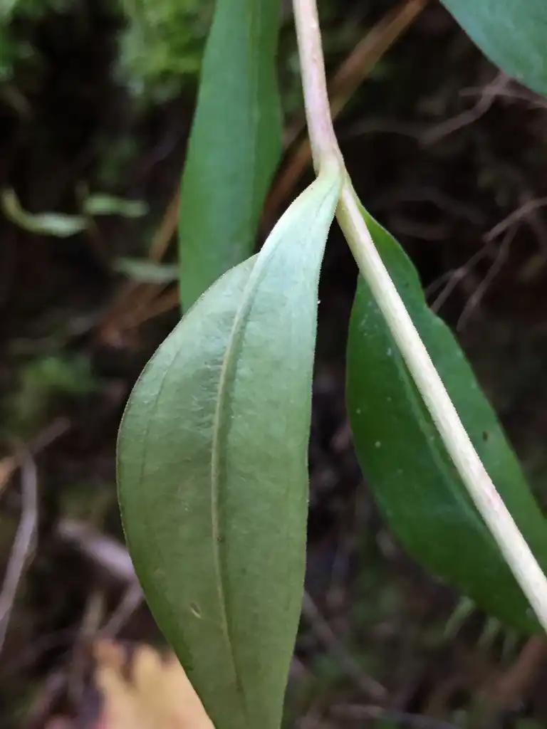 Foto de Gentiana saponaria - Underside of leaf:Daniel Folds
